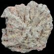 Polished Fossil Coral Head - Morocco #60021-1